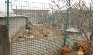 养殖场围栏网厂家 养殖场围栏网厂家